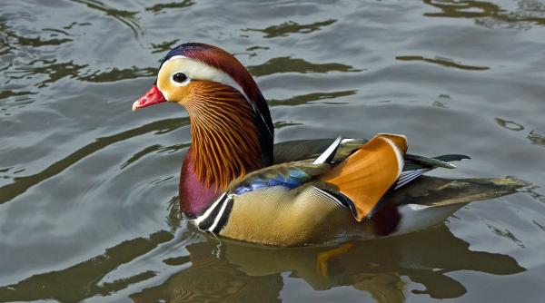 mandarin mania goana dupa o rata a incins new york ul