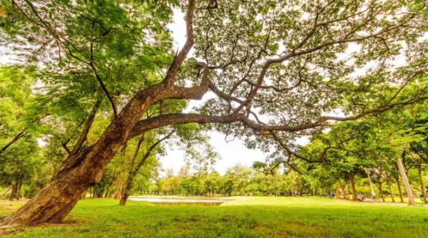 parc ior protest ce se va intampla cu spatiul verde