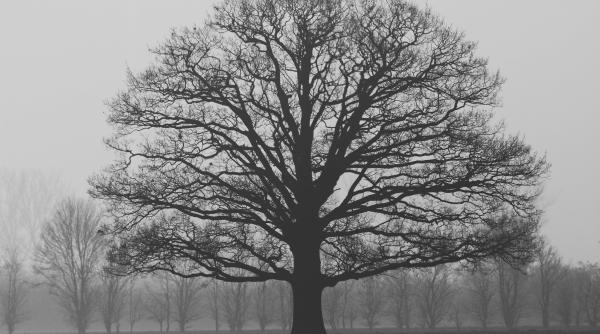 anm prognoza meteo 19 noiembrie 17 decembrie estimari