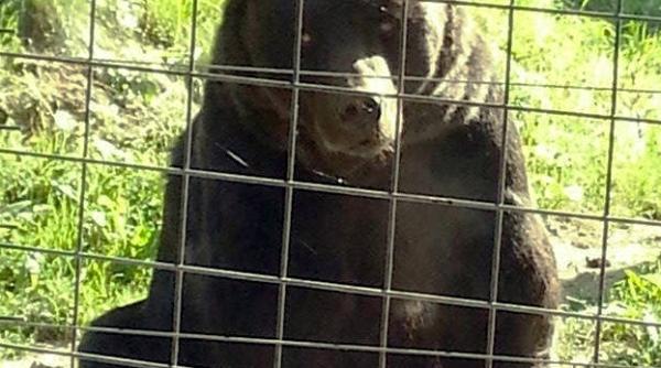 max a murit sentinta revoltatoare aflata dupa moartea ursului