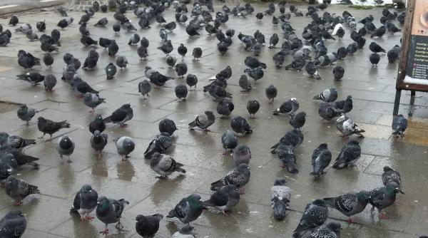 iarna la predeal porumbeii de la gara la mila turistilor