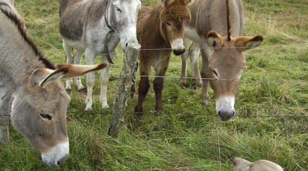 gradina zoologica resita motiv de bucurie un magarus alb a venit pe lume