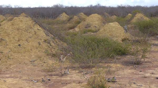 o minune biologica vizibila din spatiu  creata de termite  a fost descoperita in brazilia
