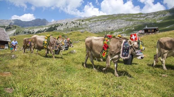 alegeri elvetia subiectul controversat care a impartit tara in doua