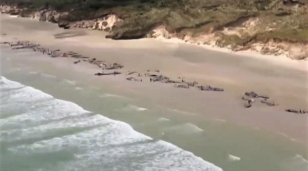 peste 100 de balene pilot moarte la tarm in noua zeelanda