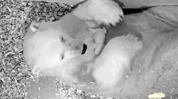 pui de urs polar nascut la gradina zoologica tierpark video