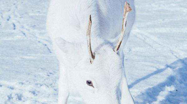 un ren alb fotografiat in norvegia