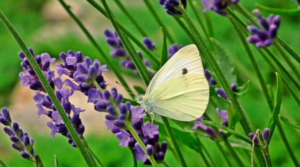un roman a dat lovitura cu lavanda cifre colosale