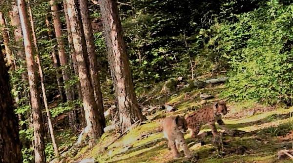 romania contribuie la refacerea populatiei de ras din europa