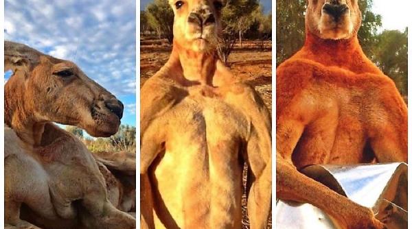 roger cangurul musculos a murit