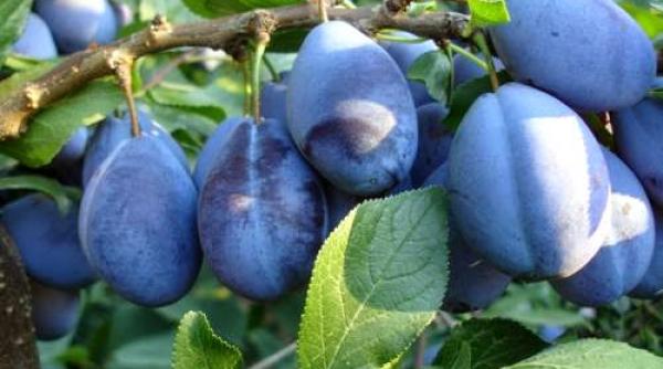 dieta cu prune slabesti 7 kilograme in 7 zile