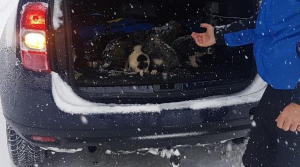 jandarmii din gorj au salvat o catelusa si puii sai din zapada