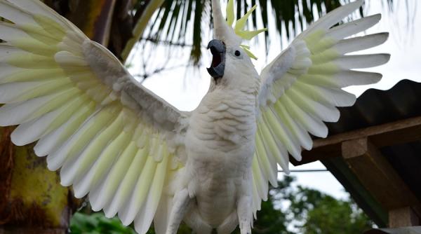 papagal torturat ce a patit un bucatar