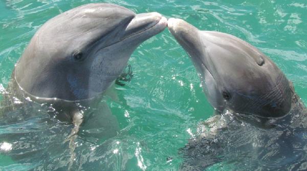 delfinii formeaza prietenii de durata insa au anumite preferinte