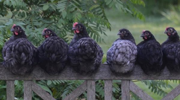 gripa aviara la granita cu romania anuntul bulgariei