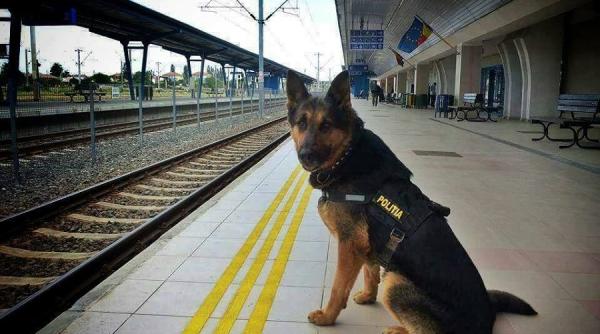 rex pensionar cu lacrimi in ochi