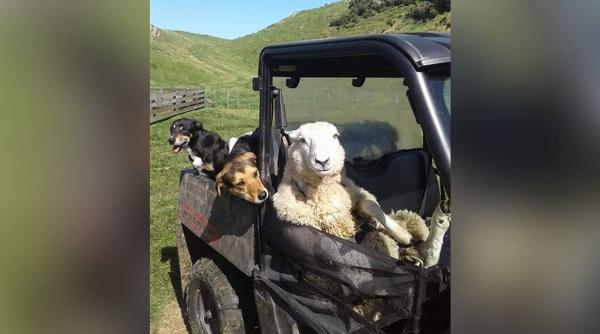 oaia imaginea care face inconjurul lumii