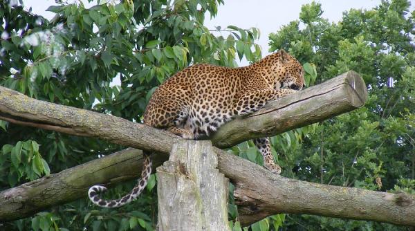 drone elefanti padurari cautare masiva india