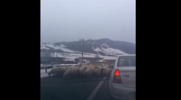 o turma de oi a lins sarea de pe asfalt pe e81