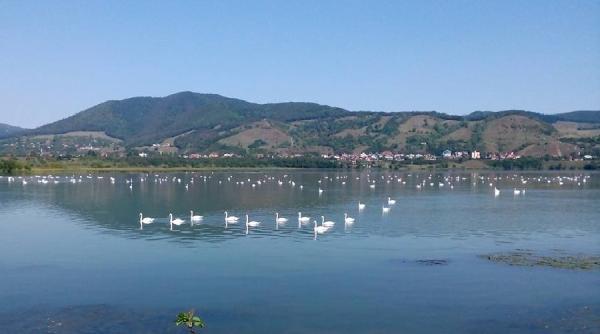 sute de lebede si rate salbatice ierneaza din nou pe lacul pangarati
