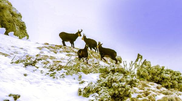 angajari la agentia nationala pentru arii naturale protejate