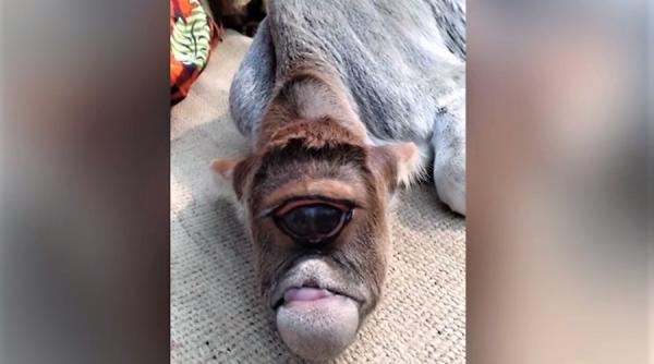 vitel un ochi venerat in india