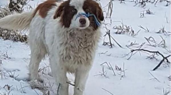 caine legat la bot si la picioare abandonat pe camp de stapan