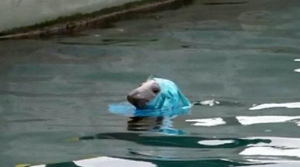 foca avand o punga pe cap dezbatere furtunoasa