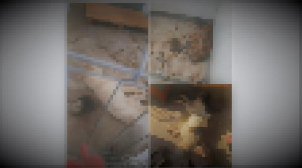 adapostul groazei din prejmer zeci de catei morti intr un foster ilegal