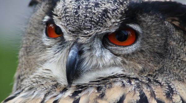 o bufnita care a atacat oameni in olanda  adusa la zoo targu mures