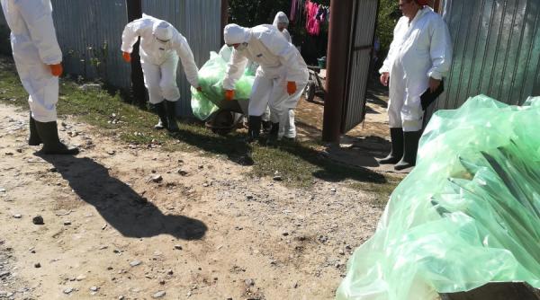 pesta porcina noi cazuri confirmate judetul vizat