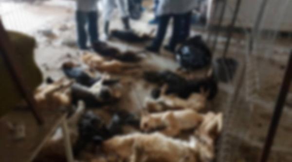 adapostul groazei curatat nu se stie numarul cainlor morti