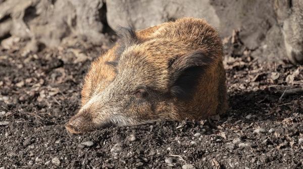 pesta porcina suspiciune aparuta langa frontiera cu ucraina