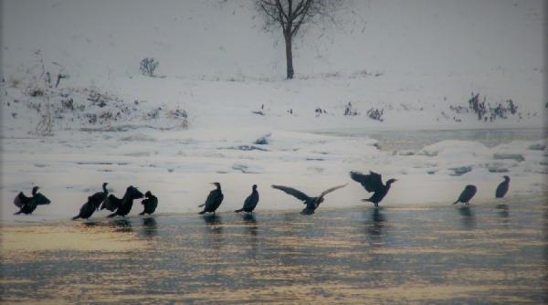 povestea cormoranului petre daea este dusmanul numarul unu