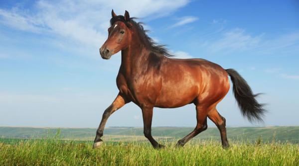 bancul zilei sotia suna disperata la psihiatru