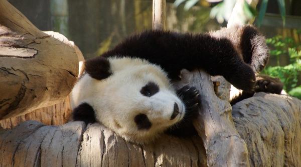 stramosii ursilor panda gigant nu se alimentau doar cu bambus studiu