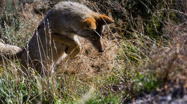 sacalii din delta distrugeri intr o localitate izolata din estul tarii