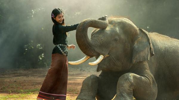 bunica elefant record absolut de longevitate in lumea animalelor