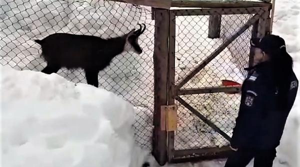 iresponsabilitatea unor gospodari capra neagra tinuta in curte