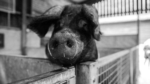 soldati instruiti pentru combaterea pestei porcine