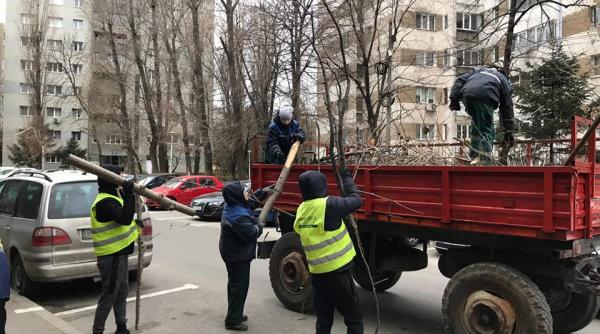 gabriel mutu sectorul 6 arborii prabusiti sau rupti folositi gratuit ca lemn de foc de locuitori