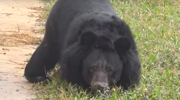 un urs cu picioarele amputate face primii pasi video extrem de emotionant