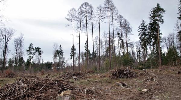 dezastru ecologic zeci de milioane de copaci pusi la pamant in california