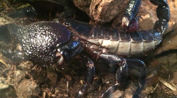 curiozitate cu cat se vinde litrul de venin de scorpion