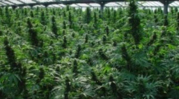 inca o tara a legalizat canabisul