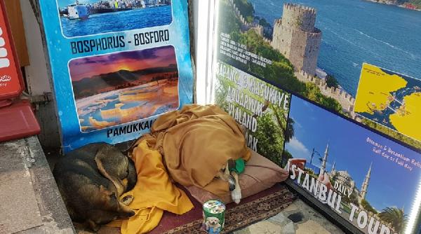 animalele strazii din istanbul ingrijite chiar de primarie