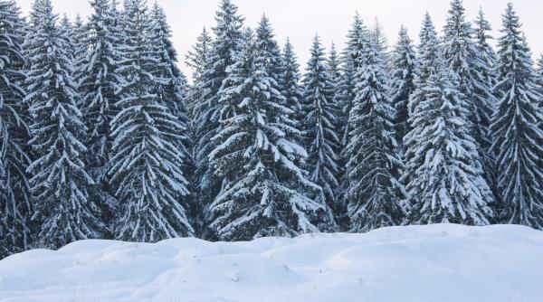 bancul zilei iarna grea