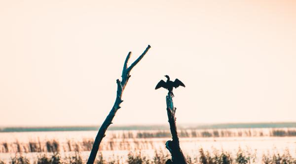 daea  explicatii  cati cormorani sunt in romania si cat peste mananca