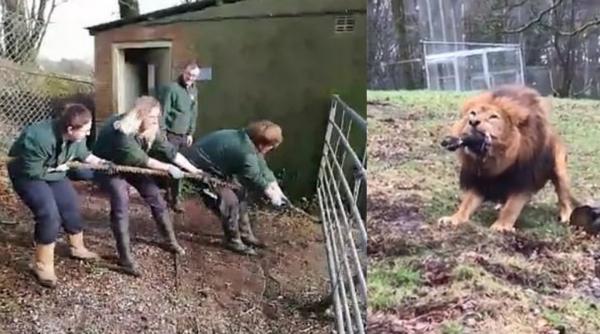 parcul zoo in care copiii se pot intrece cu leii si tigrii