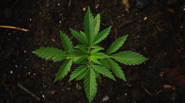 marijuana ar putea fi fumata legal cine poate beneficia de reglementare